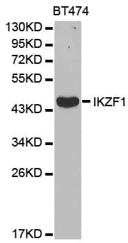 Anti-Ikaros Antibody