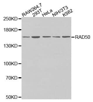 Anti-Rad50 Antibody