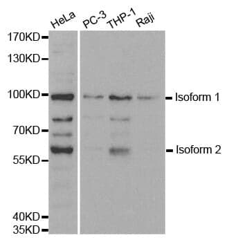 Anti-UHRF2 Antibody