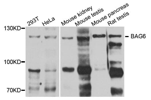 Anti-BAT3 Antibody