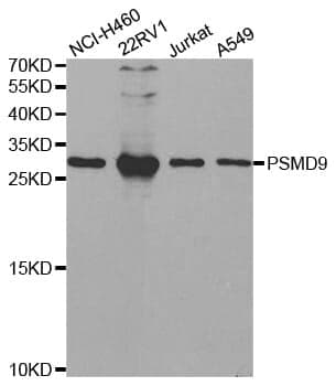 Anti-PSMD9 Antibody