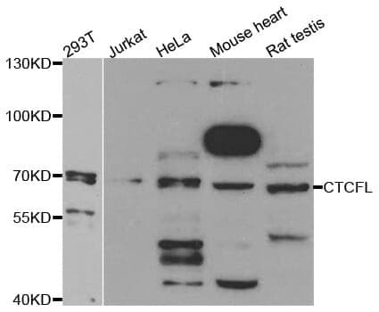 Anti-CTCFL Antibody