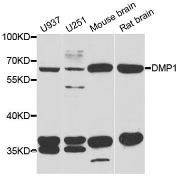 Anti-DMP1 Antibody
