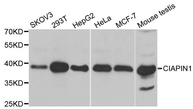 Anti-CIAPIN1 Antibody