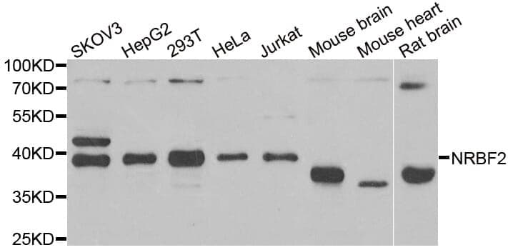 Anti-NRBF2 Antibody