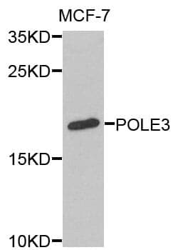 Anti-POLE3 Antibody