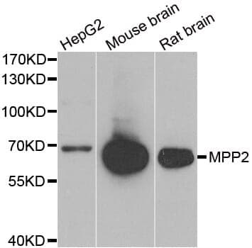 Anti-MPP2 Antibody