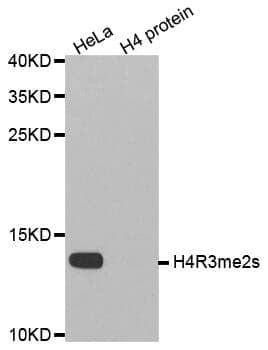 Anti-Histone H4 (sDi-Methyl R3) Antibody