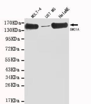 Anti-SMC1A (C-terminus) Antibody