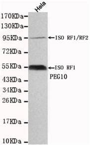 Anti-PEG10 Antibody