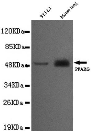 Anti-PPAR-γ (C-terminus) Antibody