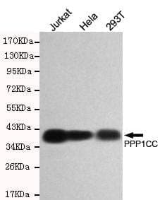Anti-PPP1CC Antibody