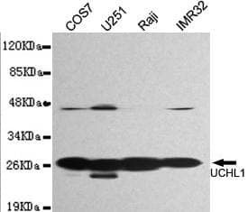 Anti-UCHL1 Antibody