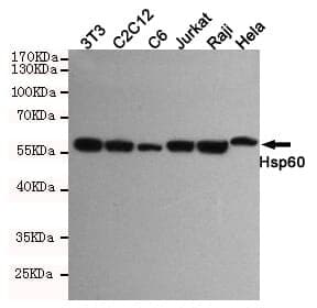 Anti-HSP60 (6C8) Antibody