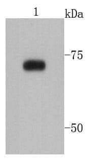 Anti-PRMT5 Antibody