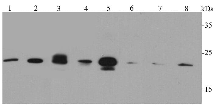 Anti-Caveolin-1 Antibody