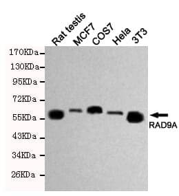 Anti-RAD9A Antibody