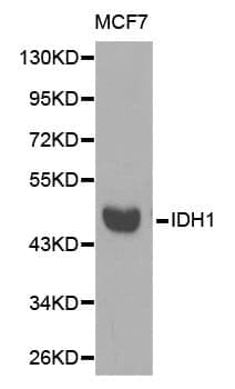 Anti-IDH1 Antibody