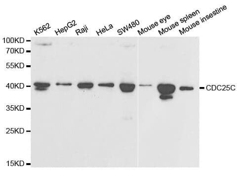 Anti-CDC25C Antibody