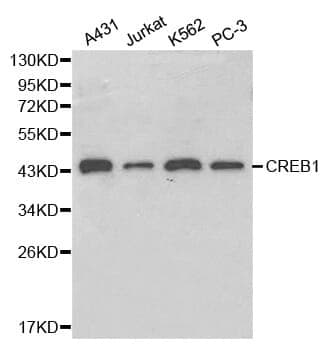 Anti-CREB1 Antibody