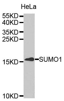 Anti-SUMO1 Antibody