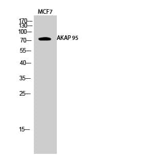 Anti-AKAP 95 Antibody