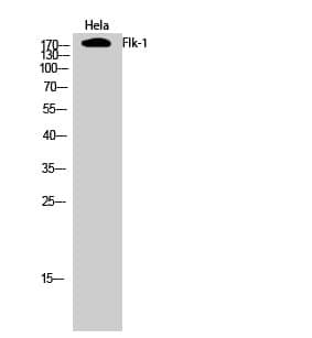 Anti-Flk-1 Antibody