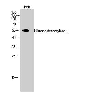Anti-Histone deacetylase 1 Antibody