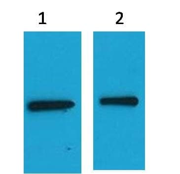 Anti-EYFP Mouse Antibody