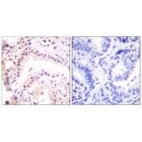 Anti-Cullin 2 Antibody