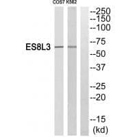 Anti-ES8L3 Antibody