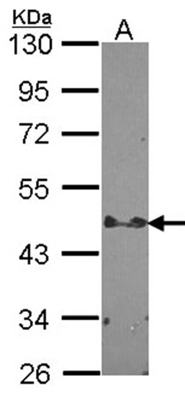 Anti-STAP2 Antibody