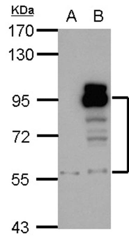 Anti-PDE4D Antibody