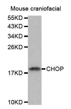 Anti-DDIT3 Antibody