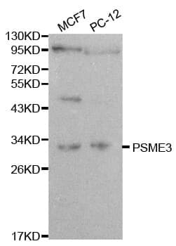 Anti-PSME3 Antibody