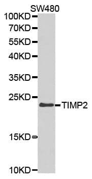 Anti-TIMP2 Antibody