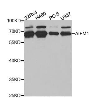 Anti-AIFM1 Antibody