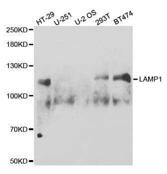 Anti-LAMP1 Antibody