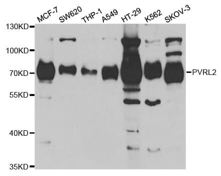 Anti-PVRL2 Antibody