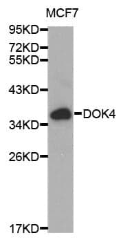 Anti-DOK4 Antibody