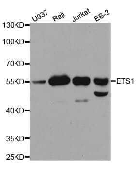 Anti-ETS1 Antibody