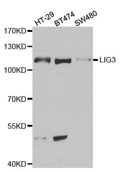 Anti-LIG3 Antibody