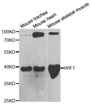 Anti-WIF1 Antibody