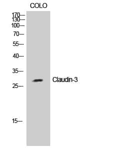 Anti-Claudin-3 Antibody