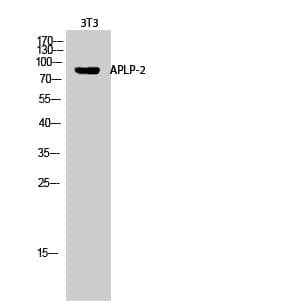 Anti-APLP-2 Antibody