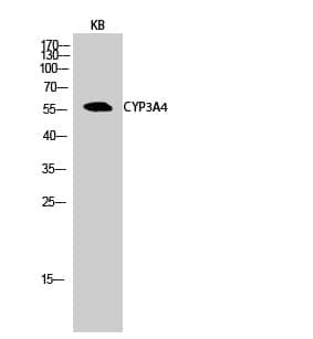 Anti-CYP3A4 Antibody