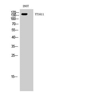 Anti-ErbB-3 Antibody