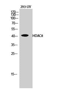 Anti-HDAC8 Antibody