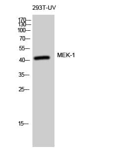 Anti-MEK-1 Antibody