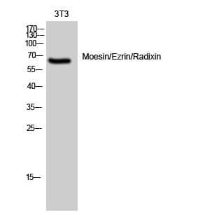 Anti-Moesin / Ezrin / Radixin Antibody